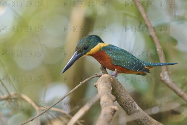 A kingfisher on a branch with a blurred green background in the forest, Red-breasted Kingfisher
