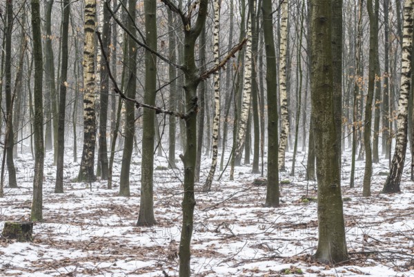 Beech forest (Fagus sylvatica) in the fog, Emsland, Lower Saxony, Germany