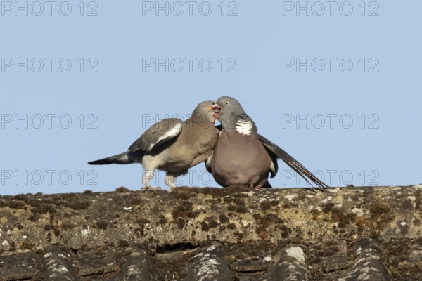 Wood pigeon (Columba palumbus) adult garden bird feeding a juvenile baby squab bird on a house roof