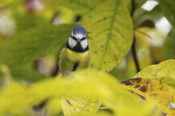 Blue tit (Cyanistes caeruleus) adult garden bird on a magnolia tree branch with autumn colour