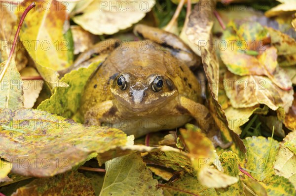 Common frog (Rana temporaria) adult amphibian on fallen autumn leaves in a garden, England, United