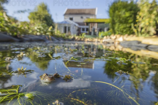 Common frog (Rana temporaria) adult amphibian on the water surface of a garden pond amongst pond