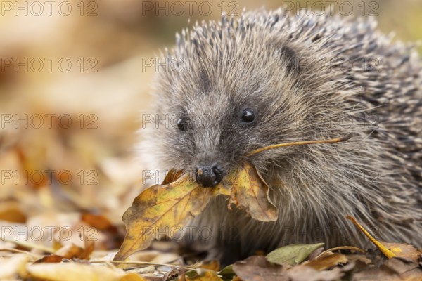 European hedgehog (Erinaceus europaeus) adult animal on fallen autumn leaves in a garden carrying a