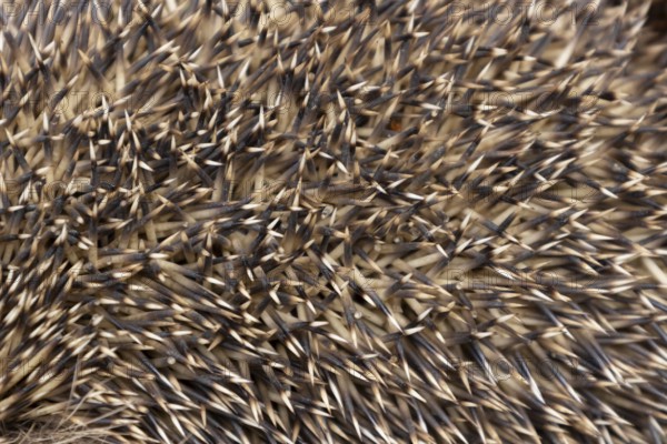 European hedgehog (Erinaceus europaeus) adult animal close up of its spines, England, United