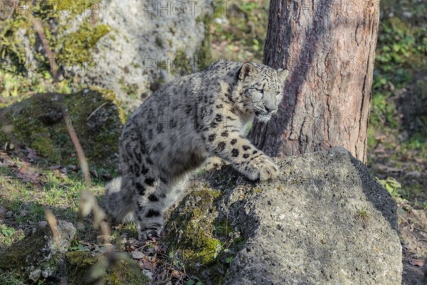 A snow leopard (Panthera uncia) stalks its siblings between rocks and trees in hilly terrain on a