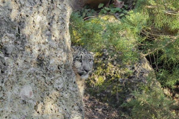 Perfect camouflage. A snow leopard (Panthera uncia) sits next to a rock in hilly terrain, blending