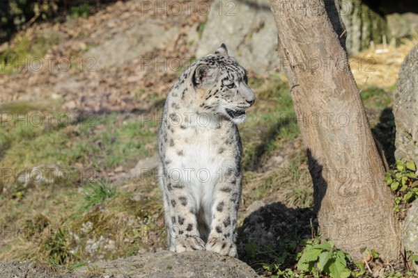 A snow leopard (Panthera uncia) sits in bright sunlight on a rock next to a tree in hilly terrain.