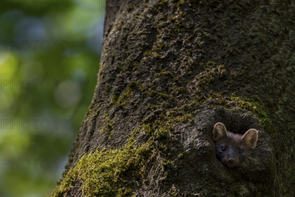 A young pine marten (Martes martes) looks curiously out of a tree hollow, animal children, cute,