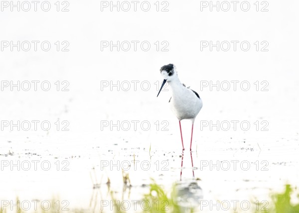 A black-winged Black-winged Stilt (Himantopus himantopus) walks elegantly in the water, its