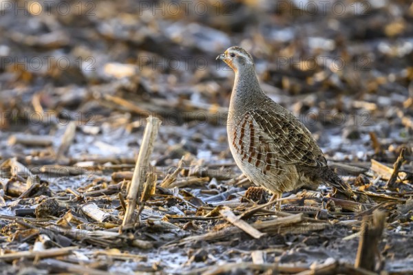 A grey partridge (Perdix perdix) stands on a ground covered with maize stubble in the cold season,
