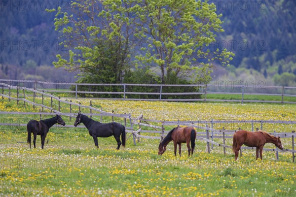 Horses (Equus caballus) on paddock, four riding horses standing together and eating on yellow