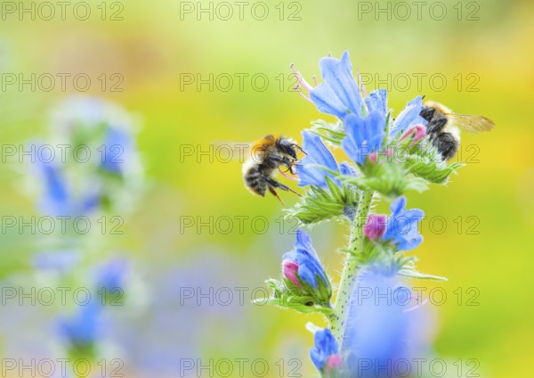 Common viper's bugloss (Echium vulgare) with garden bumblebee (Bombus hortorum) flying, collecting,