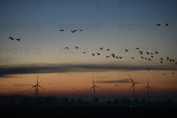 Silhouettes of wind turbines and birds against an evening sky, Dümmer nature park Park, Lower