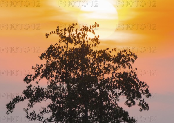A flock of starlings (Sturnus vulgaris) sits on a tree silhouette in front of a bright sunset with