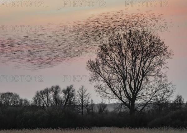 A large flock of starlings (Sturnus vulgaris) flies over a silhouette of trees in the colourful