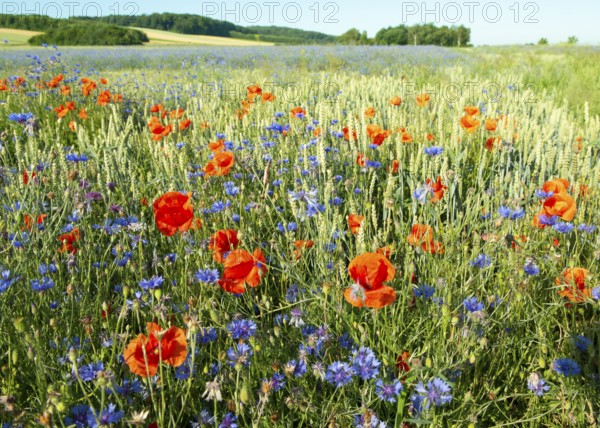 Colourful flower meadow with red poppy flowers (Papaver rhoeas) and blue cornflowers (Centaurea