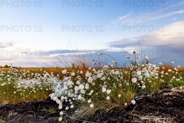 White cotton grass (Eriophorum angustifolium) fruits glowing under a blue sky on a vast moor,