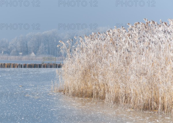 Frozen reeds on a body of water with frosty blue background at Dümmer See, Dümmer nature park Park,