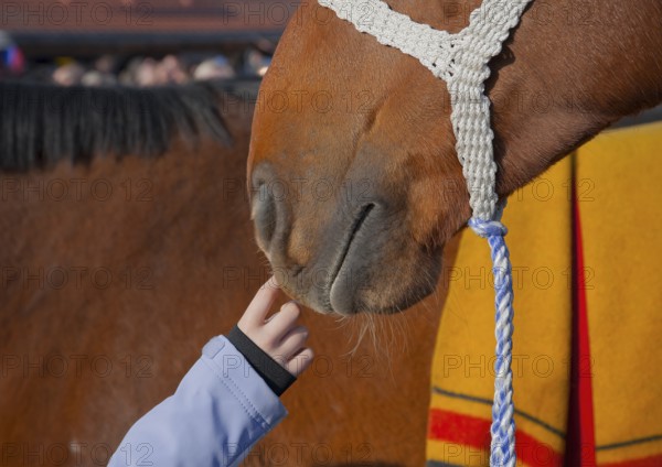 Close-up of a child's hand gently touching the nose of a horse (Equus caballus) Holsteiner calf,