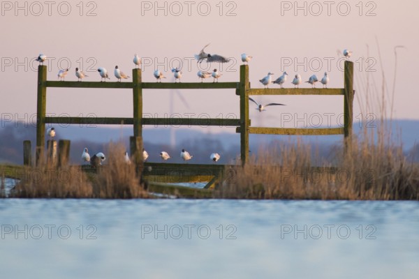 Black-headed gulls (Larus ridibundus) sitting on poles on the water under a pink sky, gentle