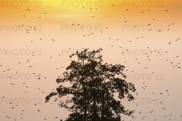 A flock of starlings (Sturnus vulgaris) sits on a tree silhouette in front of a bright sunset with