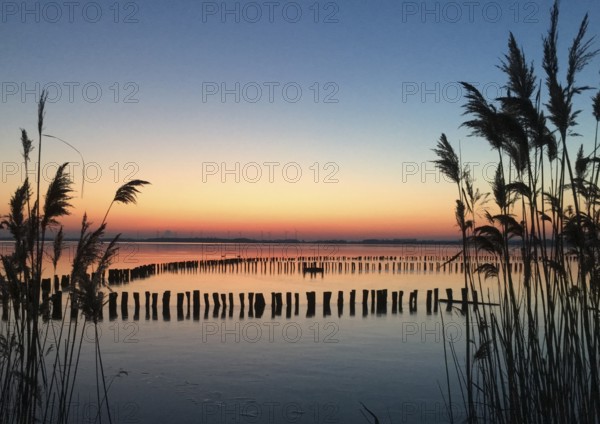 Dümmer See, Lembruch, Lower Saxony, Germany, atmospheric water landscape at sunset with reeds in