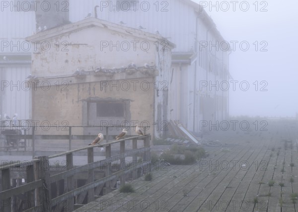 Old, weathered building on the pier with numerous kittiwakes (Rissa tridactyla) in monochrome