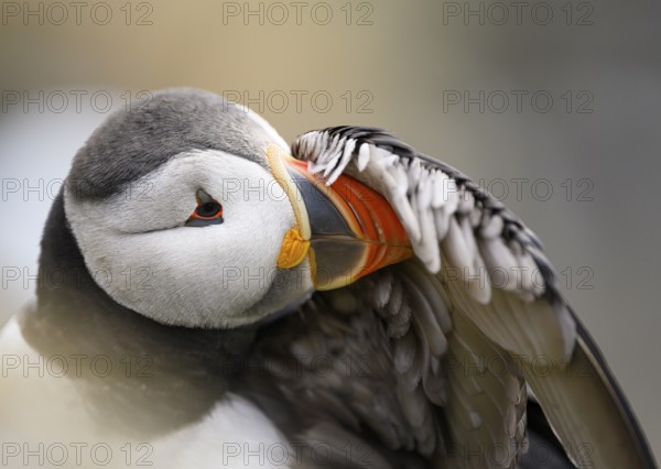 Puffin (Fratercula arctica) close-up with grey and orange details, soft atmosphere, Hornøya, Vardø,