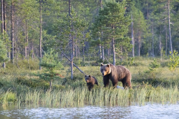 Mother brown bear (Ursos arctos) with cub on the bank of a water body in a natural forest