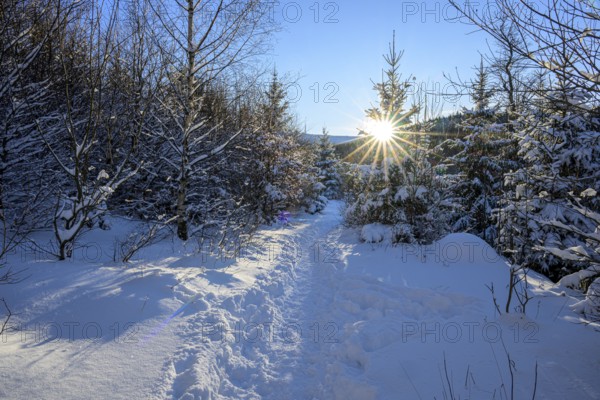 Ilsenburg, Saxony-Anhalt, Germany, A snowy path in a sunlit winter forest on the Ilse river in the