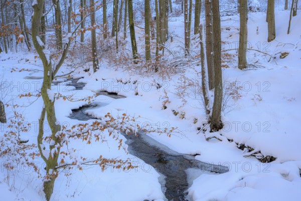 Ilsenburg, Saxony-Anhalt, Germany, A narrow stream that snakes through a snow-covered forest on the