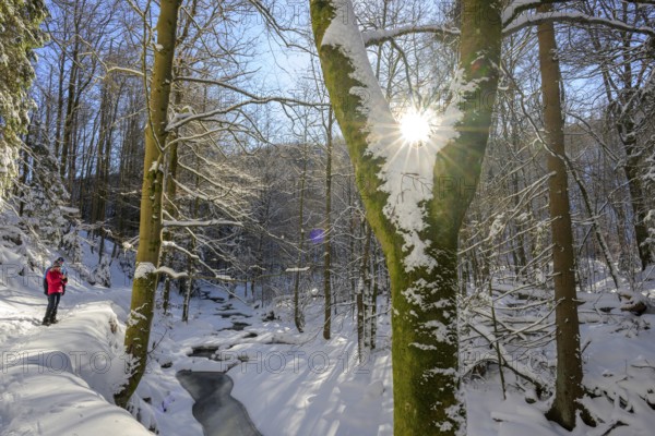 Ilsenburg, Saxony-Anhalt, Germany, A sunny winter day in the forest with snow-covered trees and a