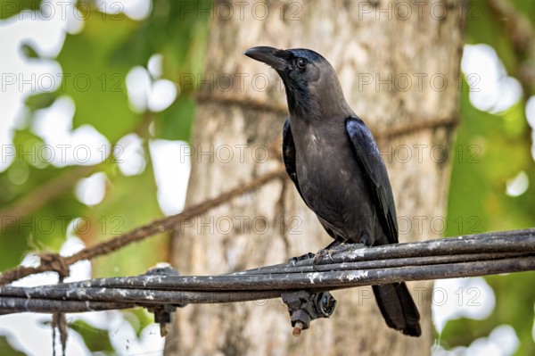 A single crow sits on a branch in front of a tree, The Shining Crow in Colombo Sri Lanka (Corvus