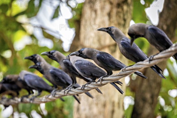 Several crows sitting on a branch between green trees, the atmosphere is lively and natural, The