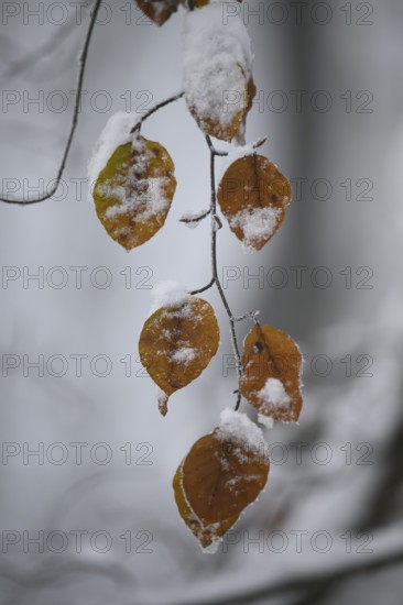 Snow-covered brown beech leaves (Fagus syvatica) on a branch in a wintry environment, Teutoburg