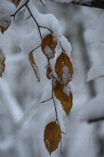 Hankenberge, Hilter am Teutoburger Wald, Lower Saxony, Germany, Snow-covered branches of a copper