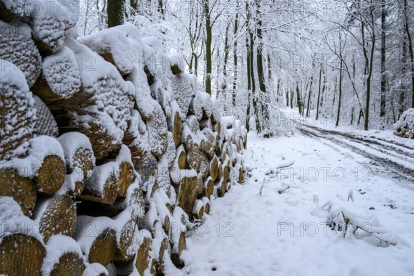 Hilter am Teutoburg Forest, Lower Saxony, Germany, Snow-covered pile of wood along a forest trail