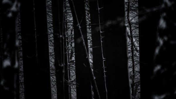 Dark forest forest with silhouettes of conifers and a mysterious light show, Teutoburg Forest,