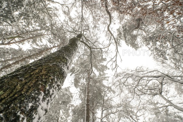Looking up through snow-covered forest with tall trees and white branches, Teutoburg Forest, Lower