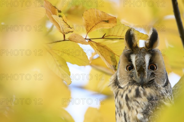 A long-eared owl (Asio otus) sits attentively on a branch amidst the yellow autumn leaves of a