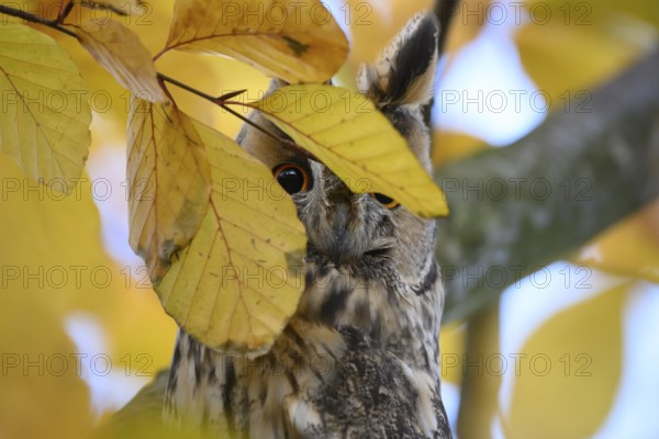 A long-eared owl (Asio otus) sits attentively on a branch amidst the yellow autumn leaves of a