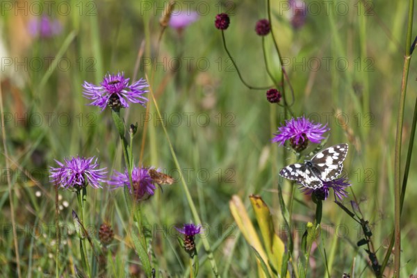 Checkerspot butterfly (Melanargia galathea), on flowering meadow with meadow knapweed (Centaurea