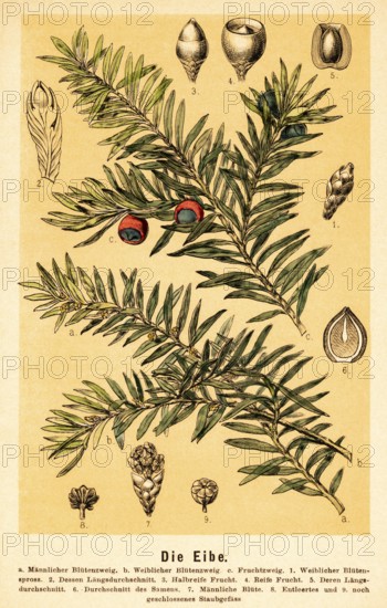 The yew (Taxus), English yew (Taxus baccata) male and female flowering branch, fruiting branch,