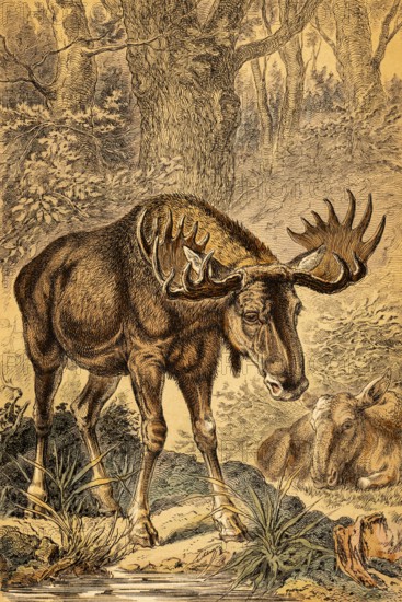 Male and female moose (Alces alces) or elk, Nordic countries, forest, water, antlers or shovel,