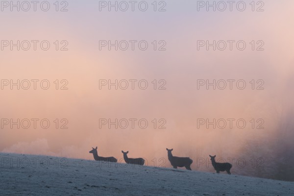 Four female red deer (Cervus elaphus) stand on a snow-covered meadow at sunrise, with dense,