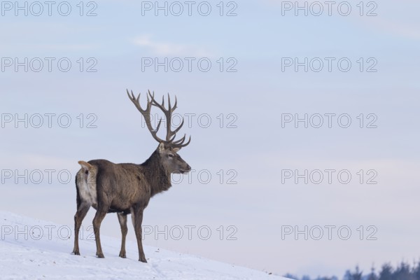 A red deer stag (Cervus elaphus) stands on a snow-covered meadow on a cold day. In the background