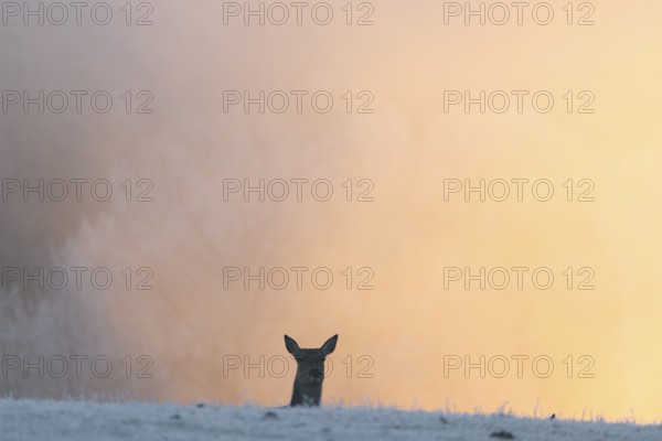 A female red deer (Cervus elaphus) stands behind a hill on a snow-covered meadow at sunrise and