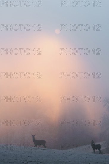 Two female red deer (Cervus elaphus) stand on a snow-covered meadow at sunrise, with dense,