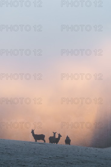 Four female red deer (Cervus elaphus) stand on a snow-covered meadow at sunrise, with dense,