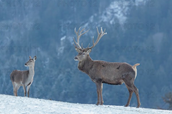 A red deer stag (Cervus elaphus) runs across a snow-covered meadow on a cold day. A female red deer
